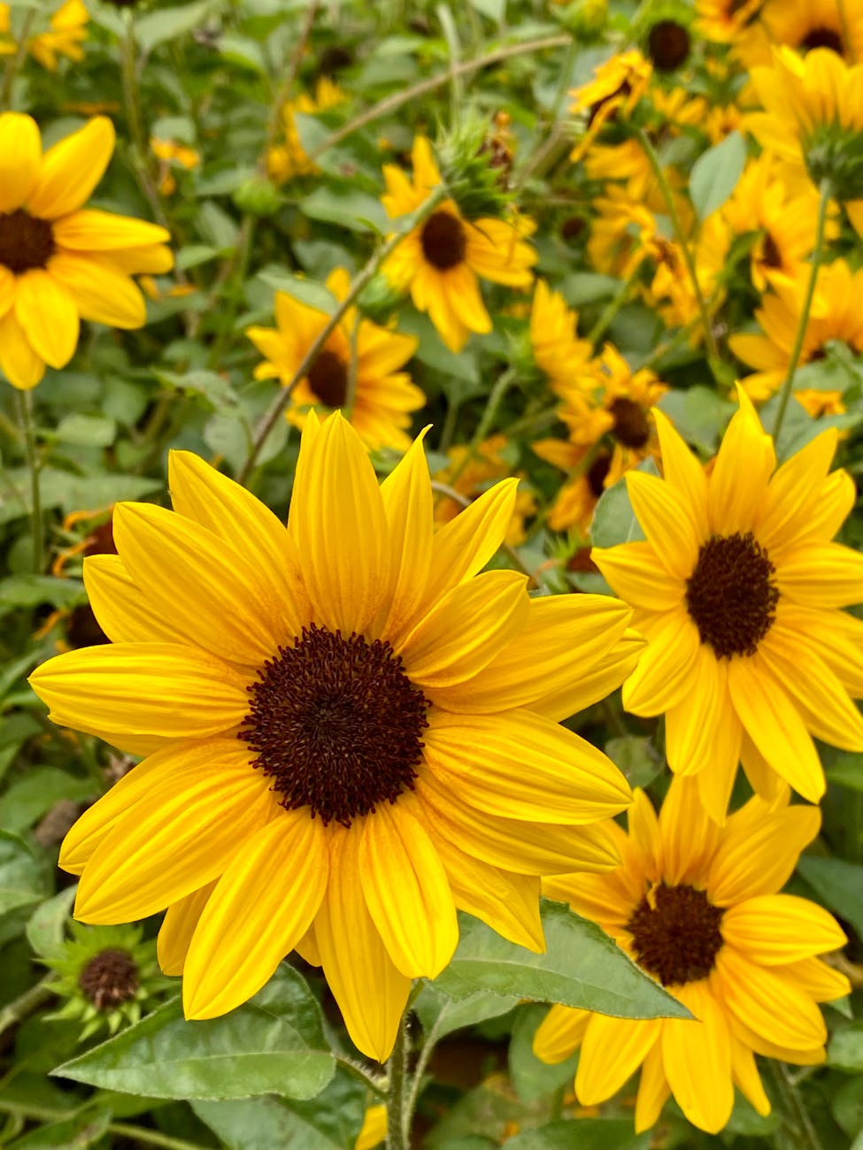 The Taste of&nbsp;Sunshine