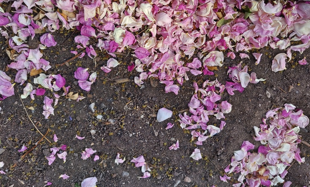 rose petals scattered on the ground under a bush
