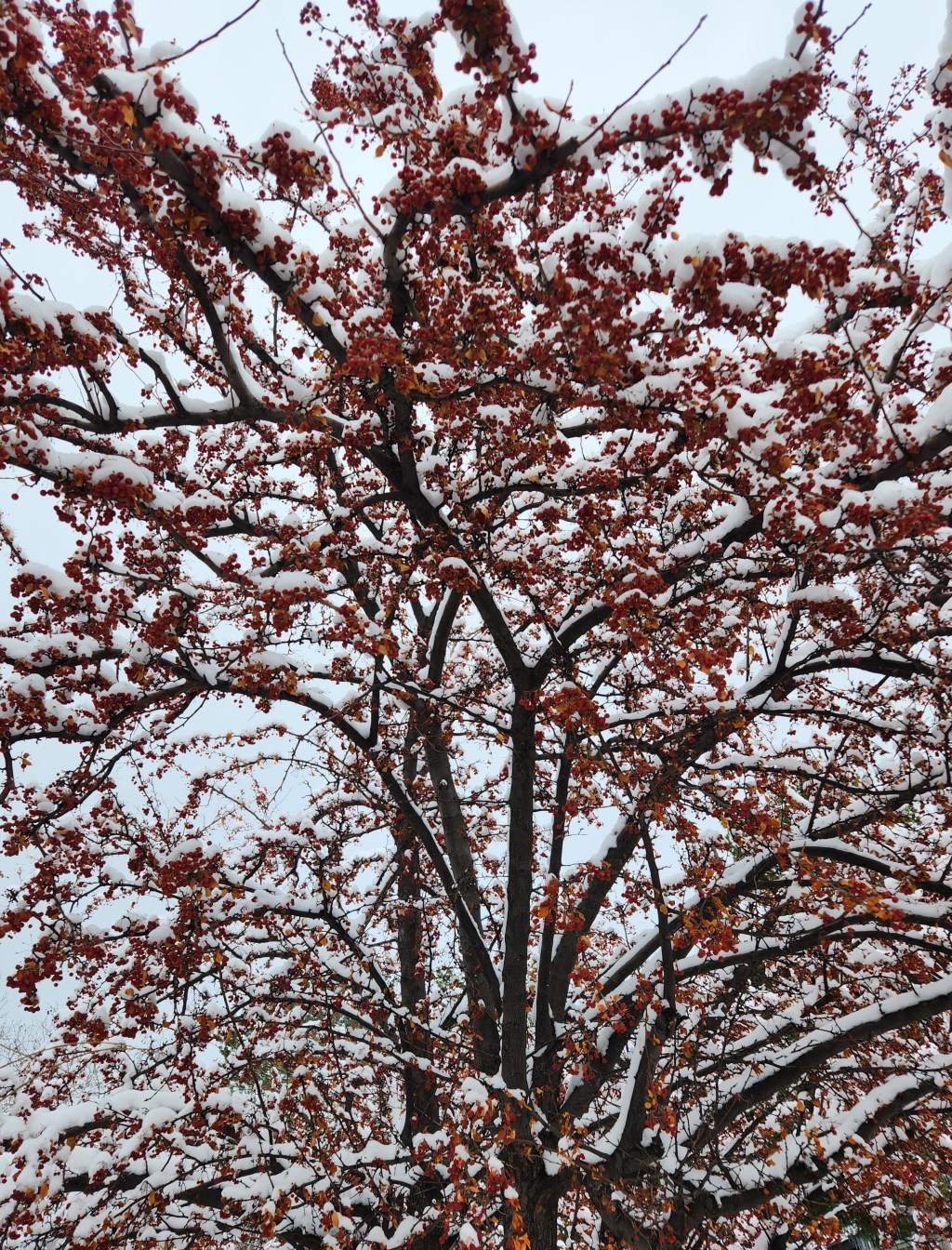 Christmas in the Time of&nbsp;Covid