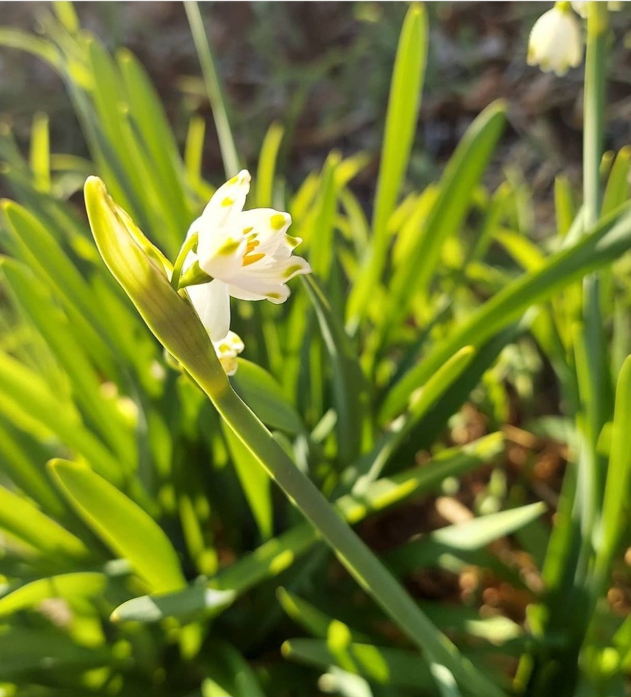 Snowdrops and Spring&nbsp;Spirits
