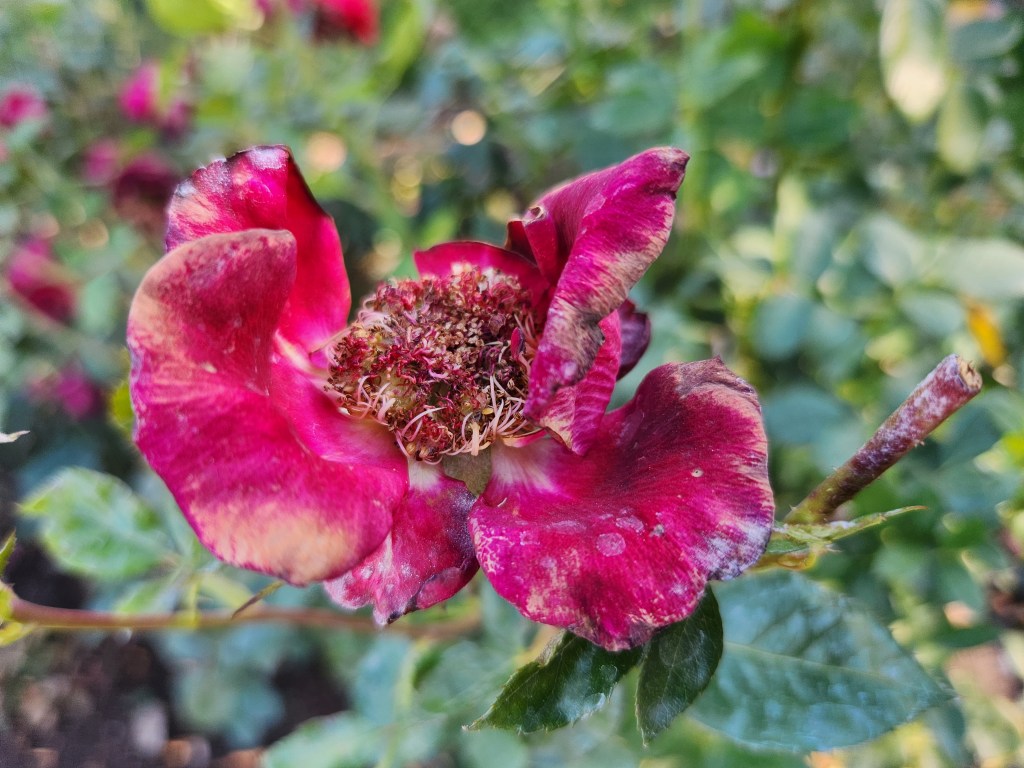 Old rose losing it's petals